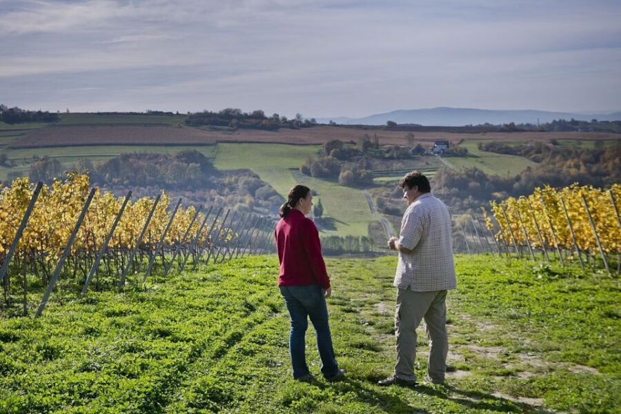 From Krakow: Wine Tasting at Vineyard - The vineyard walk and organic farming: what to pay attention to on the ground