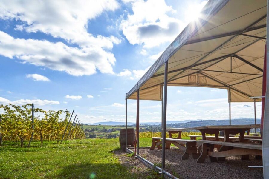 From Krakow: Wine Tasting at Vineyard - Price and logistics: is $224 per person a good deal here?