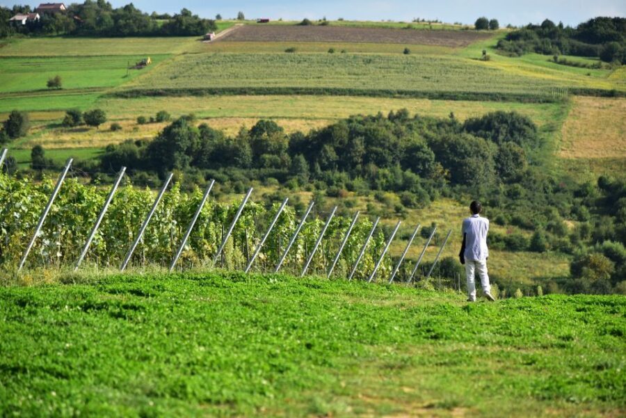 From Krakow: Wine Tasting at Vineyard - Who should book this Krakow wine and cider tasting, and who should skip it